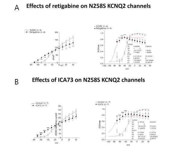 HEK293T세포에 KCNQ2, KCNQ3 유전자를 발현시킨 세포모델에서 KCNQ2 c.773A>G, p.N258S 변이를 유도한 후 칼륨이온통로 활성화를 유도하는 약제를 사용한 후 측정한 칼륨이온통로 전류