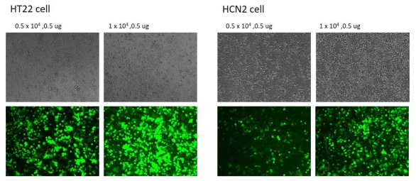 GFP+KCNQ2 c.773A>G, p.N258S vector를 발현시킨 HT22세포와 HCN2세포