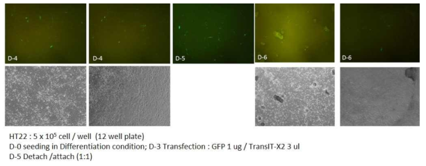 HT22세포에 GFP+KCNQ2 c.773A>G, p.N258S vector를 발현 후 시행한 detach-attach를 시행