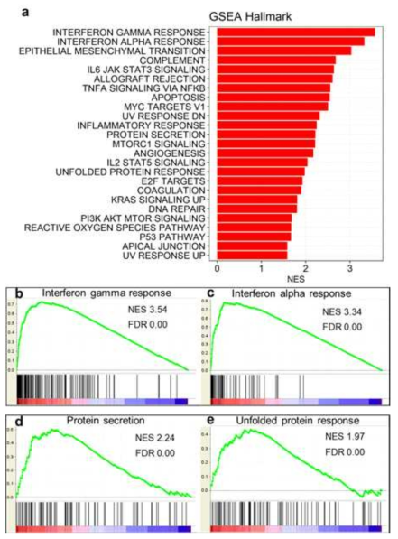 Hallmark 유전자들을 이용하여 GSEA 분석을 시행한 결과. (a) FDR < 0.01 이하의 GSEA gene set 목록. 생물학적으로 의미가 깊은 GSEA 결과 그래프들 (b) 인터페론 감마, (c) 인터페론 알파, (d) 단백질 분비, (e) 비접힘단백질반응에 유의미하게 집중되어 있었음