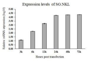 시간대별 SG.NKL의 mRNA 상대정량