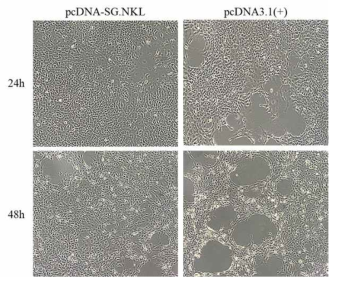 Transfection 후 NNV 접종하여 CPE 관찰