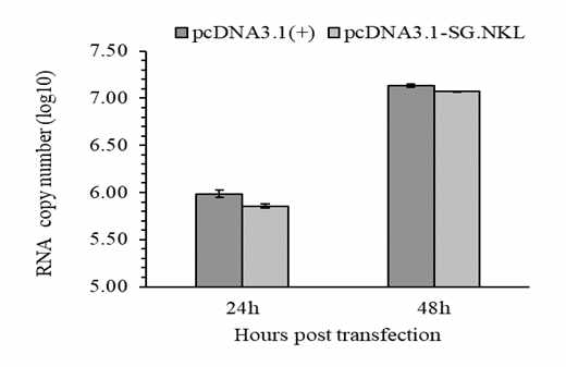 NNV RNA2의 발현량