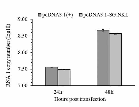 NNV RNA1의 발현량