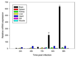 NNV 감염실험을 통한 능성어 조직별 NK-lysin 발현량 분석
