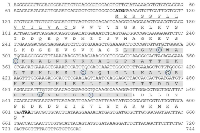 SG.NK-lysin의 DNA 염기서열 특성 분석