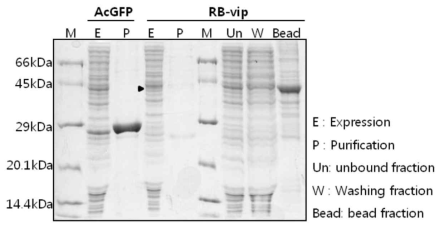 무세포 단백질 발현 시스템을 이용한 RB.viperin의 재조합 단백질 발현