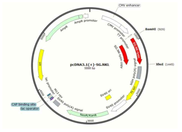 Transfection을 위해 구축한 SG.NK-lysin 포함 pcDNA3.1(+) map