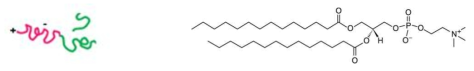 (좌측) 인지질 모방계; (우측) 1,2-Dimyristoyl-sn-glycero-3-phosphorylcholine