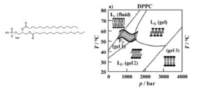 온도-압력 변화에 따른 인지질 DPPC의 나노구조화 상도