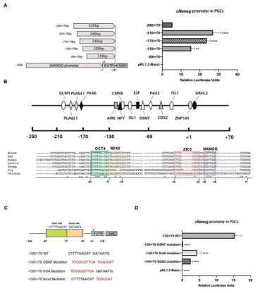 PGCs, CES 와 DF1 에서의 NANOG promoter 길이에 따른 활성도 비교