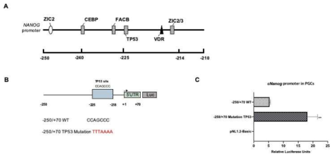닭 원시생식세포에서의 NANOG promoter 활성 저해하는 인자 분석