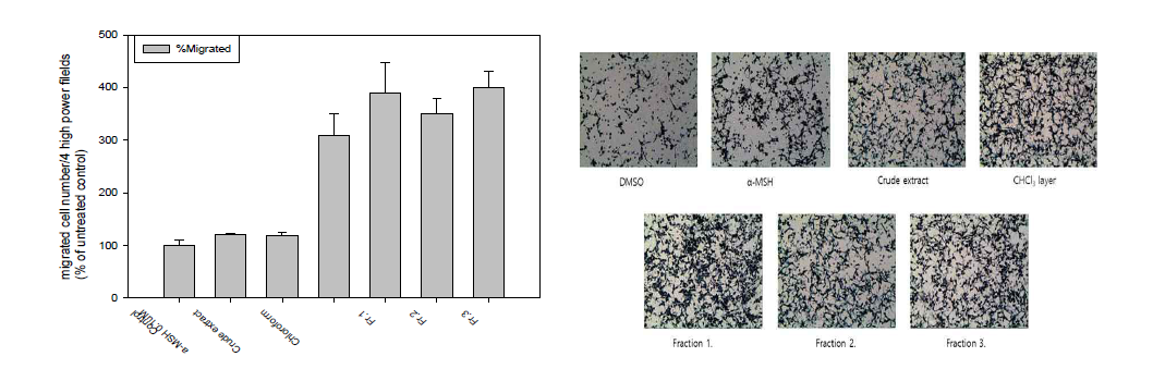 클로로포름 유기용매층의 실리카오픈컬럼 분획물에대한 색소모세포이동 촉진효능평가