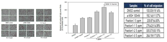 HPLC 분획물이 멜라노블라스트의 세포이동 촉진에 미치는 효능평가 (40X objective)