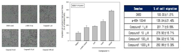 Compound 1 화합물이 멜라노블라스트의 세포이동 촉진에 미치는 효과