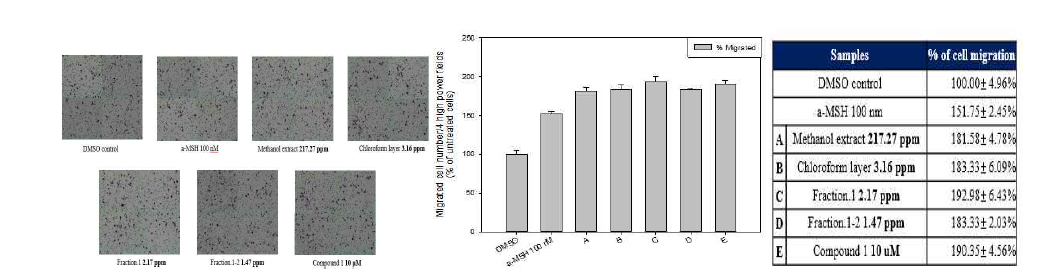 Compound 1 동일함량 처리 시 세포이동 촉진에 미치는 효능평가