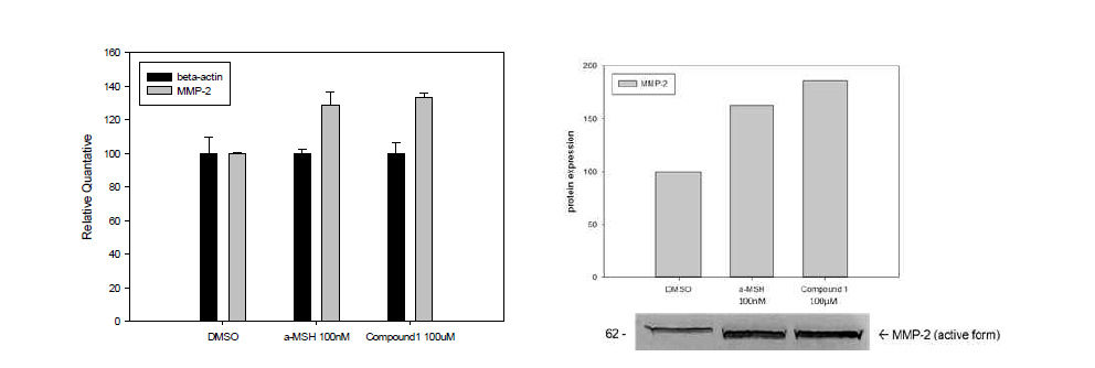 Compound1처리에 따른 세포내 MMP-2 mRNA발현율 및 MMP2단백질 발현양