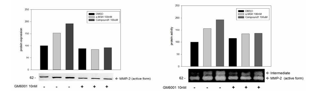 GM6001처리에의한 compound 1에의해 유도된 MMP-2 단백질 발현 및 MMP-2 단백질 가수분해활성저해