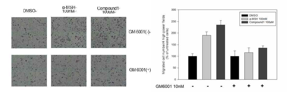 GM6001처리에의한 compound 1 유도 멜라노블라스트 이동양상