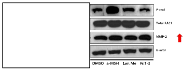 메탄올 추출물 및 분획물 1-2 처리 시 세포 이동 기전 인자의 단백질 발현량