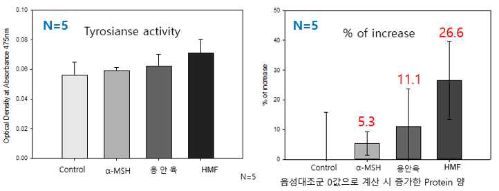 용안육과 compound 1 처리에 의한 마우스 피부의 털의 tyrosinase활성