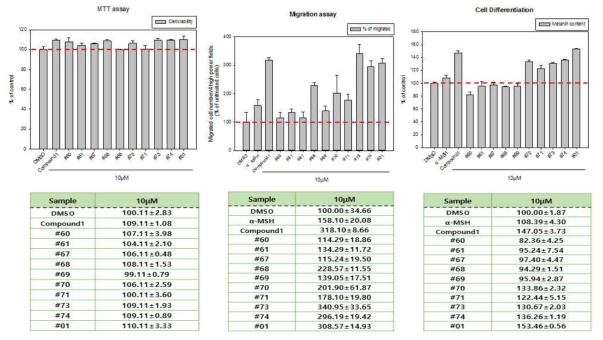 1차 유도체의 세포독성(MTT), 세포이동 (Migration), 세포분화 (Differentiation)효능평가