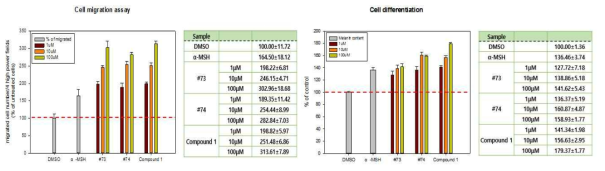 1차 유도체 중 활성이 우수한 #73, #74 화합물의 농도별 처리에의한 세포이동 및 분화