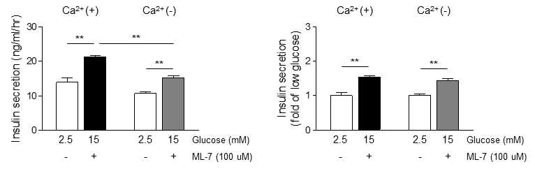 Ca2+-free 조건에서 ML-7에 의한 인슐린 분비 변화 확인