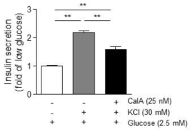 KCl에 의한 인슐린 분비 촉진 상태에서 Calyculiln A에 의한 인슐린 분비 변화