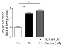 Myosin light chain kinase 억제를 이용하여 단백질 인산화 억제 상태에서 인슐린 분비 양상