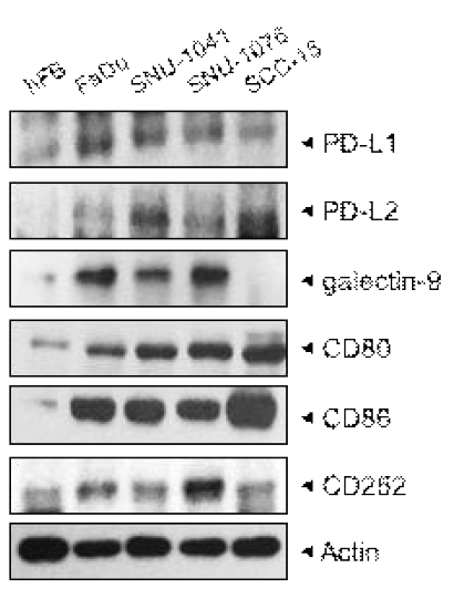 두경부암 세포주에서 immune check point molecule의 발현