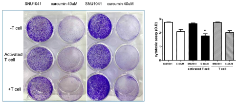 Curcumin 처리 후 T세포에 의한 두경부암세포 생존율 변화