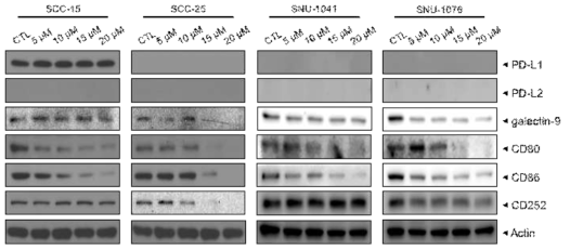 다양한 두경부암 세포주에서 EGCG 처리 농도에 따른 immune check point molecule의 변화