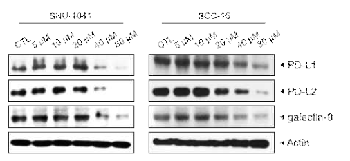 두경부암 세포주에서 Curcumin 처리 농도에 따른 immune check point molecule의 변화