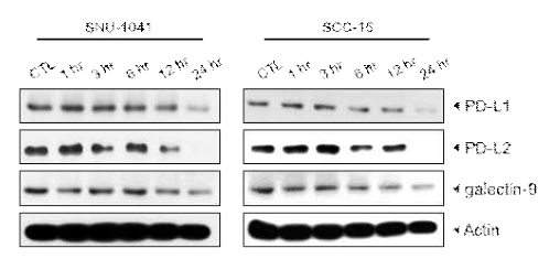 두경부암 세포주에서 Curcumin 처리 시간에 따른 immune check point molecule의 변화