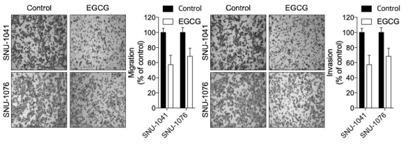 두경부암 세포주에 EGCG 처리 후 세포의 이동 및 침윤 변화 확인