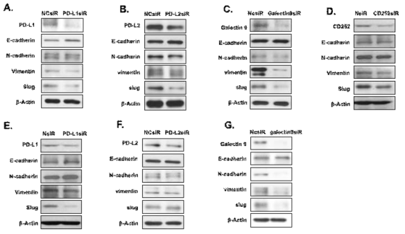 두경부암 세포주에 siRNA 이용하여 immune checkpoint molecule의 발현을 저해시킨 후 세포 전이와 관련 molecule 변화