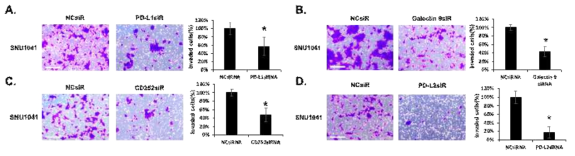 두경부암 세포주에 siRNA 이용하여 immune check point molecule 발현을 저해시킨 후 세포 침윤의 변화