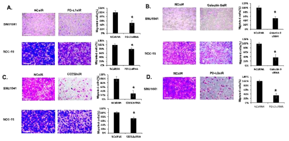 두경부암 세포주에 siRNA 이용하여 immune check point molecule 발현을 저해시킨 후 세포 이동의 변화