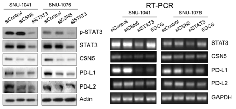 siSTAT3, siCSN5에 의한 PD-L1, PD-L2의 발현 변화