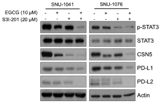 STAT3 억제제 처리 후 STAT3의 활성화 변화 및 CSN5, PD-L1, PD-L2의 발현 변화, EGCG와 동시 처리 후 STAT3의 활성화 변화 및 CSN5, PD-L1, PD-L2의 발현 변화