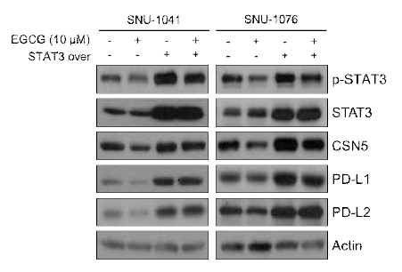 STAT3 overexpression 후 EGCG 처리해 STAT3의 인산화 및 CSN5, PD-L1, PD-L2의 발현 변화 확인