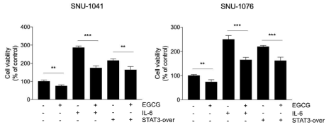 STAT3 overexpression vector transfection 및 IL-6 처리 후 EGCG 처리해 세포 생존 확인