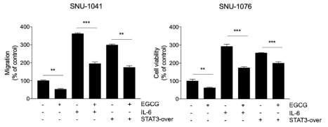 STAT3 overexpression vector transfection 및 IL-6 처리 후 EGCG 처리해 세포 이동성 확인