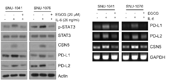 IL-6 처리 후 STAT-3, CSN5, PD-L1, PD-L2 기전 확인 및 EGCG에 의한 신호전달 변화 확인