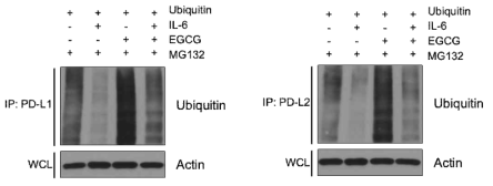 IL-6 및 EGCG 처리 후 PD-L1, PD-L2의 ubiquinination 확인