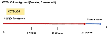 4-NQO를 이용한 암형성 mouse model 구축