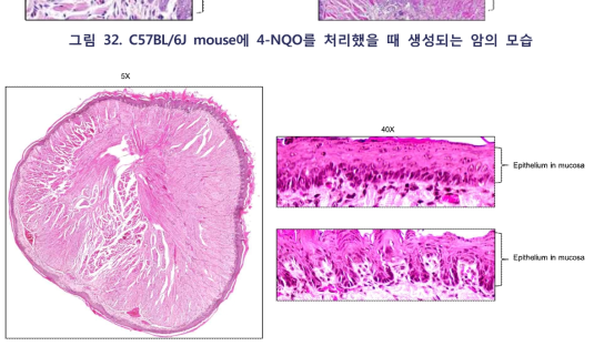 C57BL/6J mouse에 4-NQO를 8주 처리 후 H&E staining