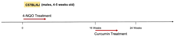 4-NQO를 이용한 설암 형성 마우스모델 구축 후 curcumin 투여 diagram