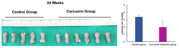 Curcumin을 경구투여한 4-NQO 마우스모델과 대조군 4-NQO 마우스모델의 암 형성 비교